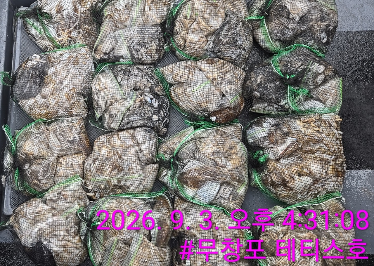9월 3일 갑오징어 선상낚시 조황 현장 사진 3