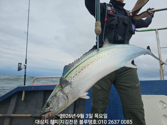 9월 3일 경주 선상낚시 조황 현장 사진 8