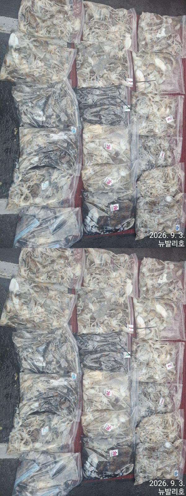 9월 3일 군산 주꾸미 선상낚시 조황 현장 사진 6