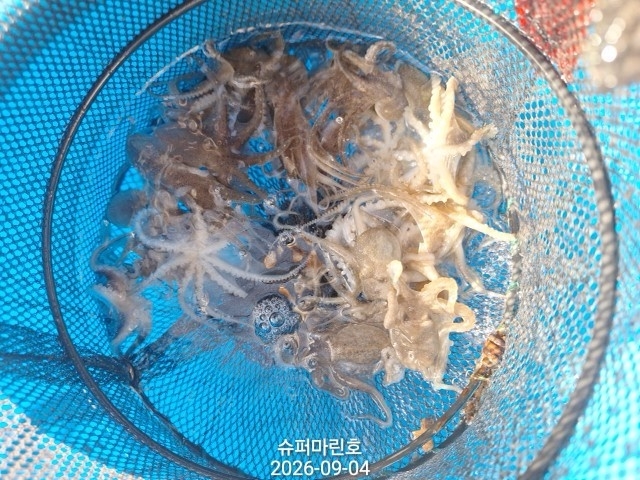 9월 4일 주꾸미 선상낚시 조황 현장 사진 6