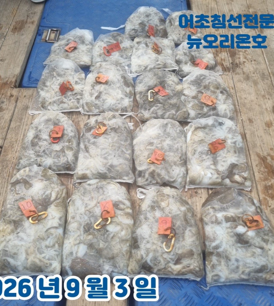 9월 3일 군산 주꾸미 선상낚시 조황 현장 사진 2