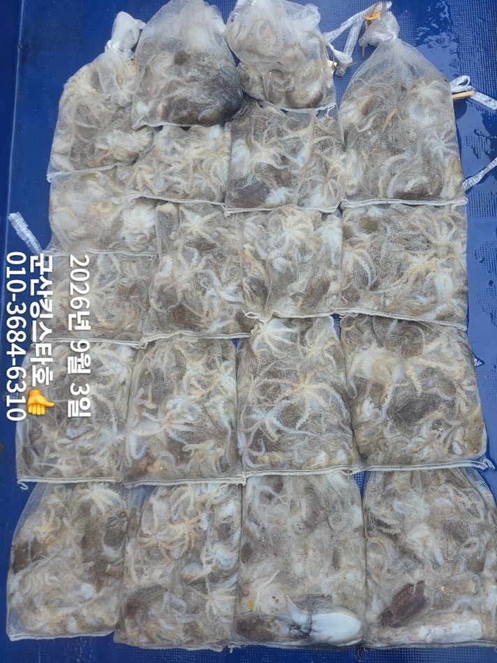 9월 3일 군산 주꾸미 선상낚시 조황 현장 사진 12