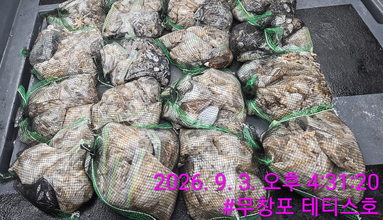 9월 3일 갑오징어 선상낚시 조황 현장 사진 2