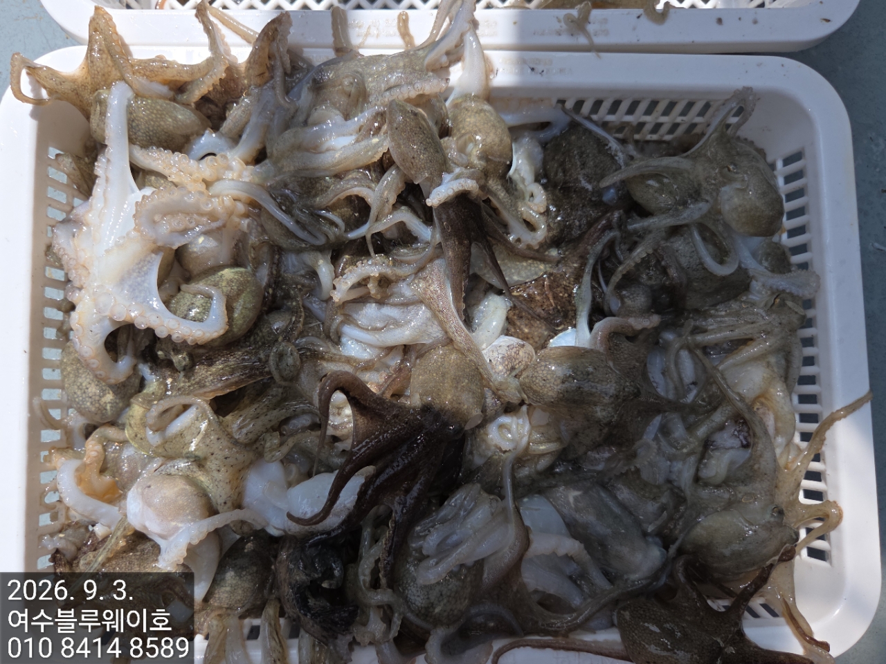 9월 3일 여수 갑오징어 선상낚시 조황 현장 사진 4