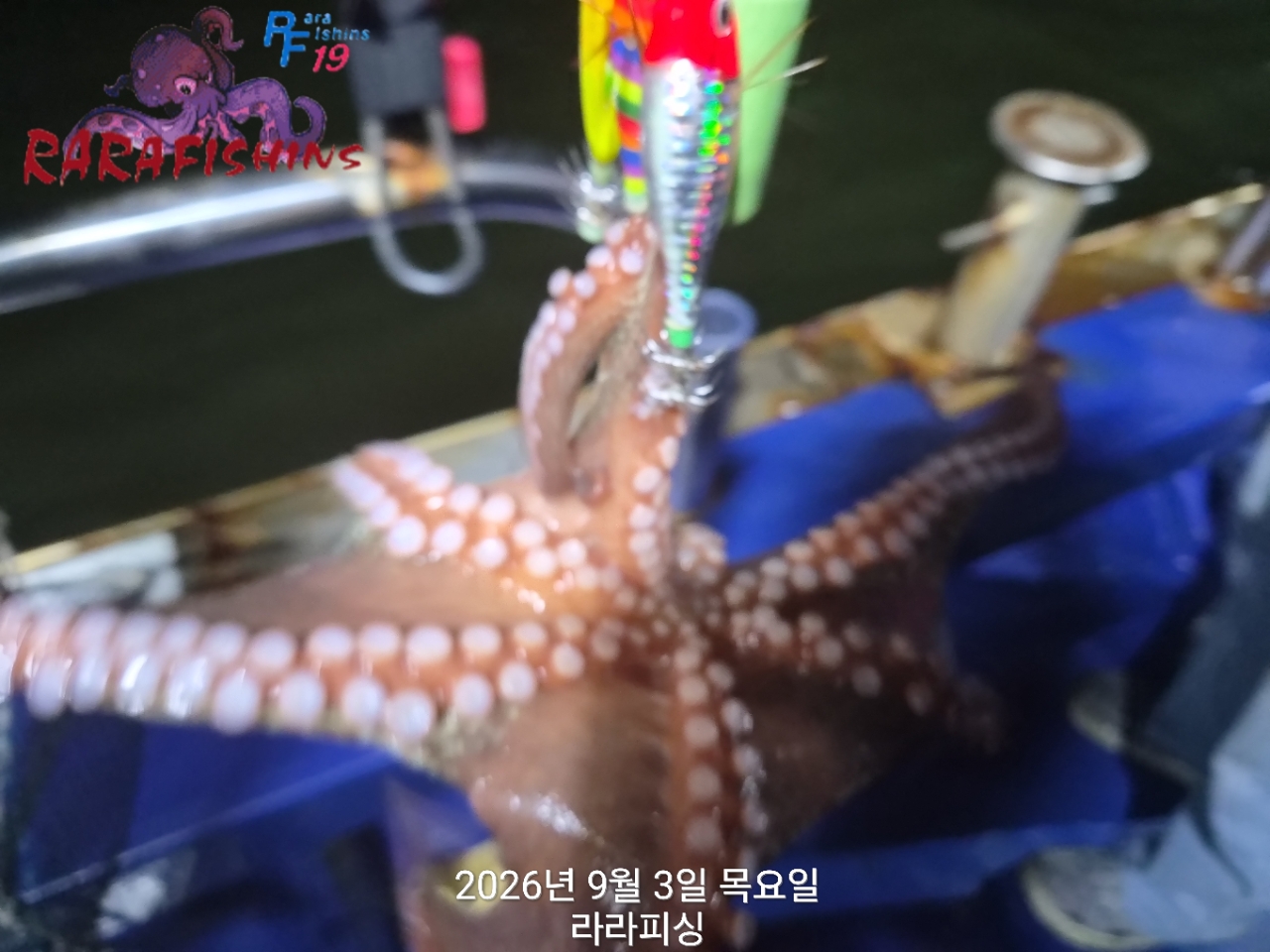 9월 3일 진해 문어 선상낚시 조황 현장 사진 4