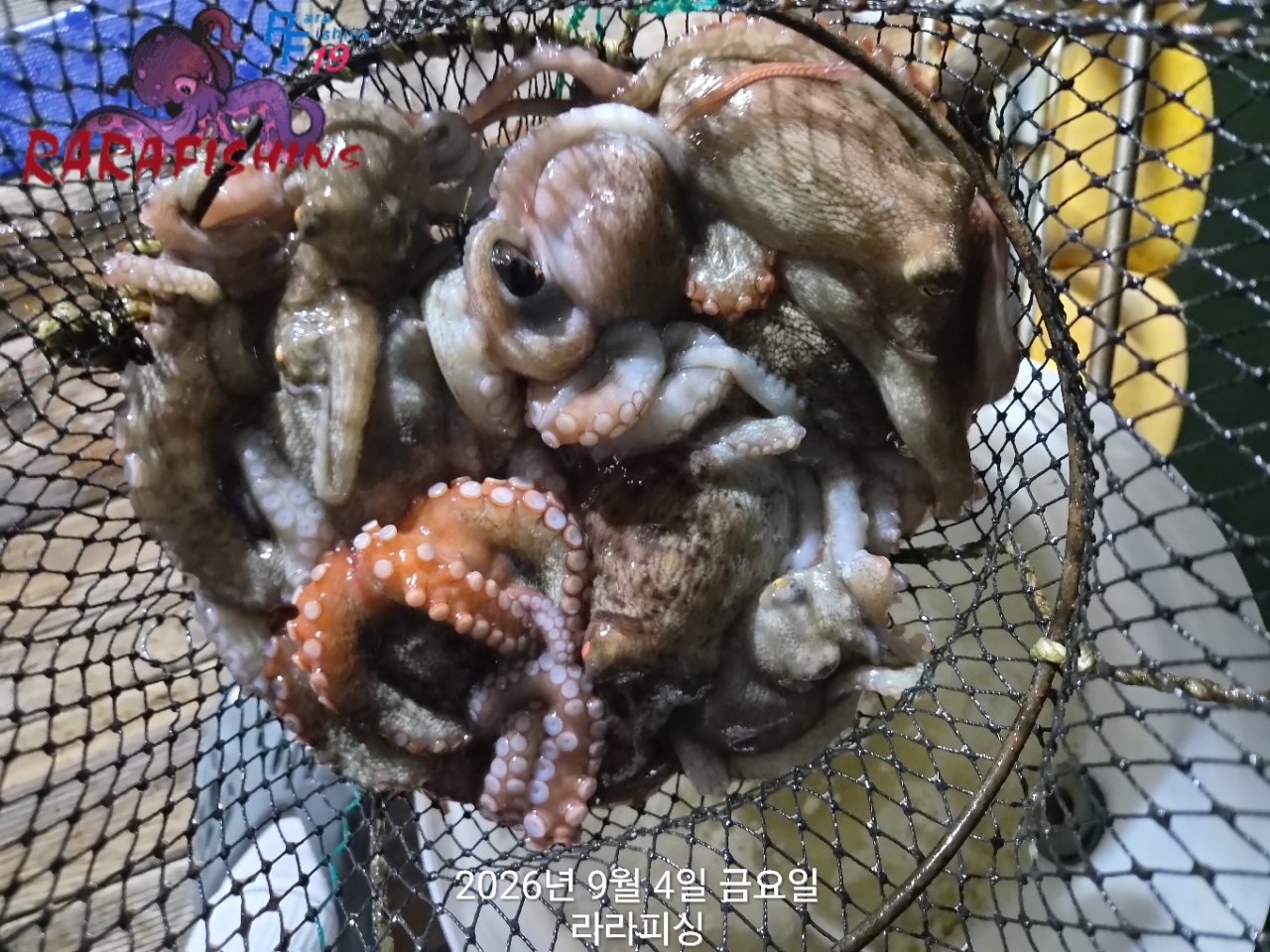 9월 3일 진해 문어 선상낚시 조황 현장 사진 14
