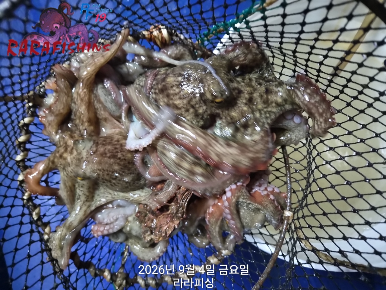 9월 3일 진해 문어 선상낚시 조황 현장 사진 13