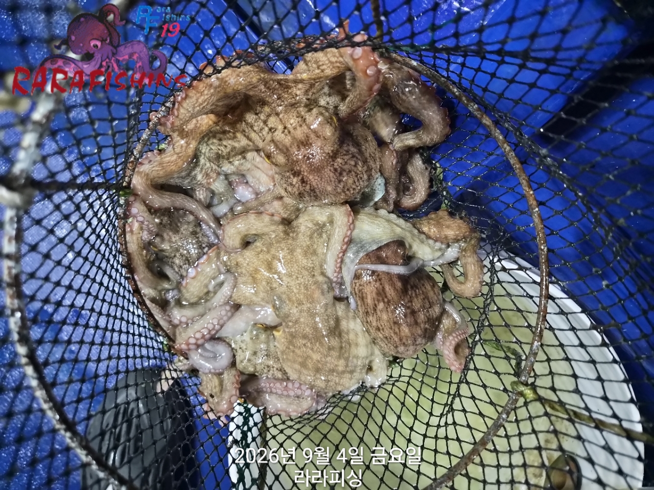 9월 3일 진해 문어 선상낚시 조황 현장 사진 10