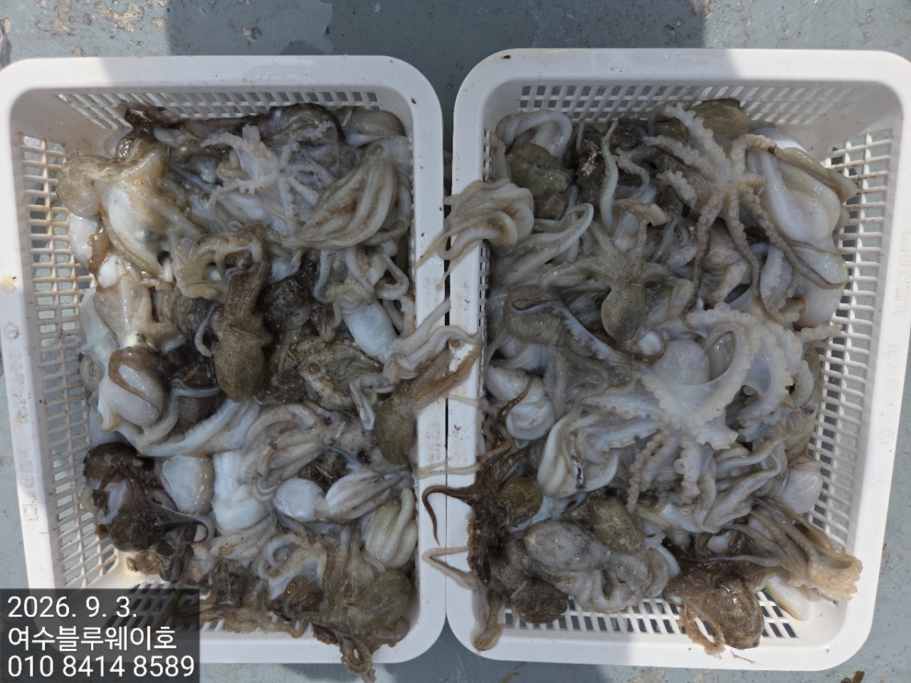 9월 3일 여수 갑오징어 선상낚시 조황 현장 사진 3