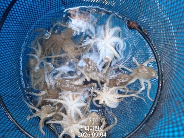 9월 4일 주꾸미 선상낚시 조황 현장 사진 10