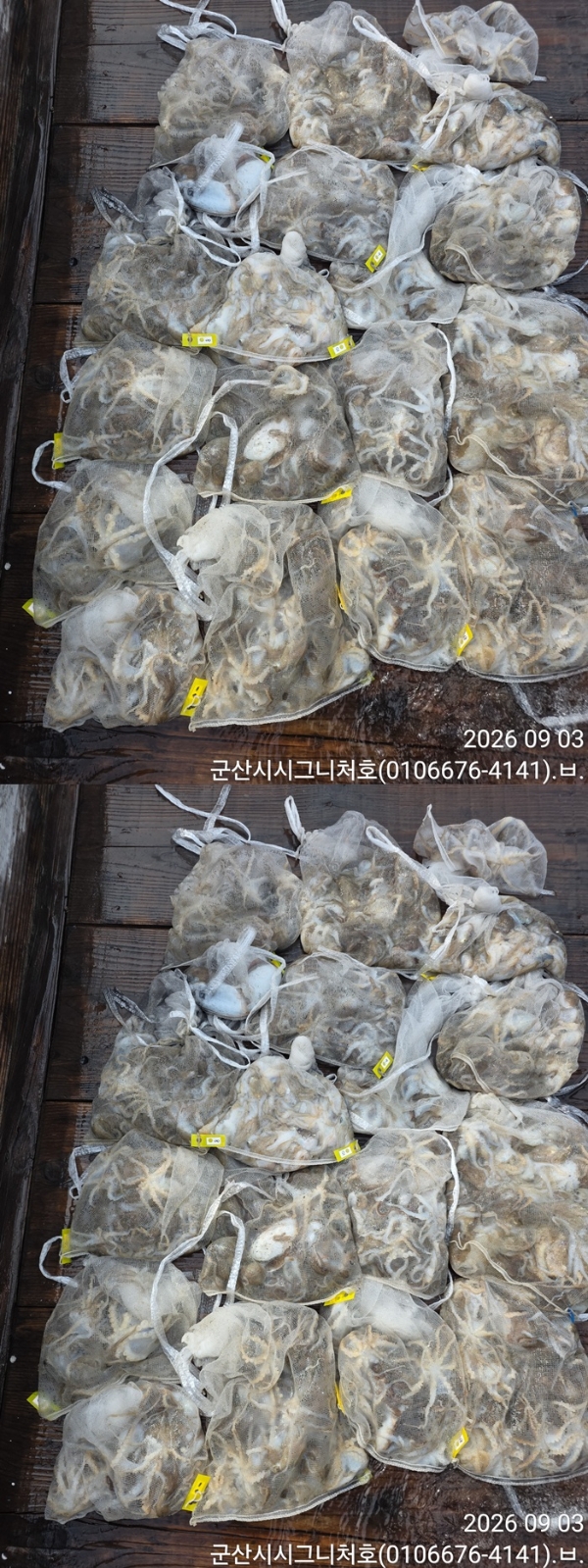 9월 4일 군산 주꾸미 선상낚시 조황 현장 사진 5