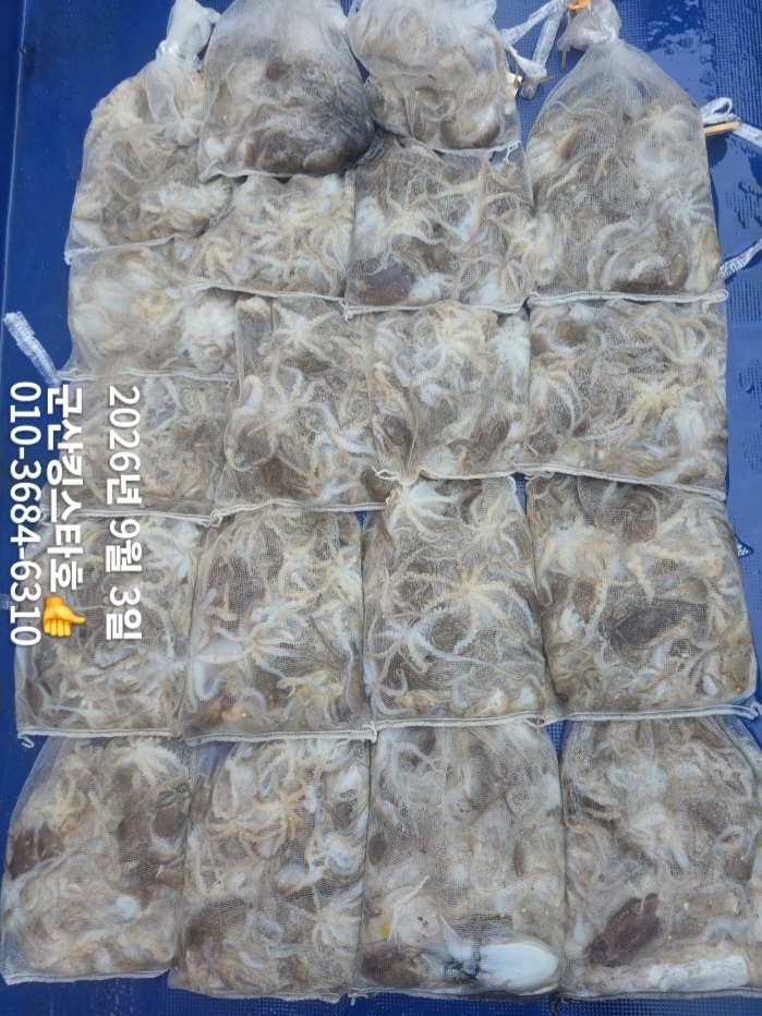 9월 3일 군산 주꾸미 선상낚시 조황 현장 사진 13