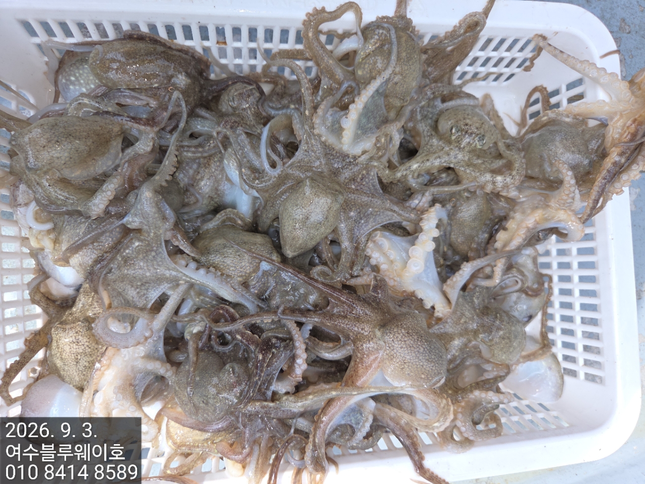 9월 3일 여수 갑오징어 선상낚시 조황 현장 사진 6