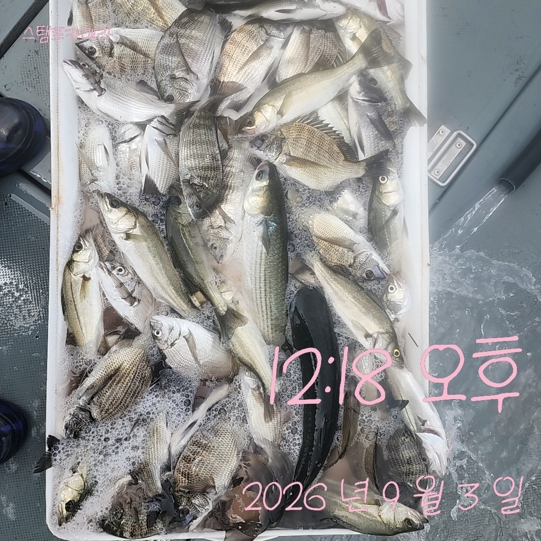 9월 3일 고성 감성돔 선상낚시 조황 현장 사진 2