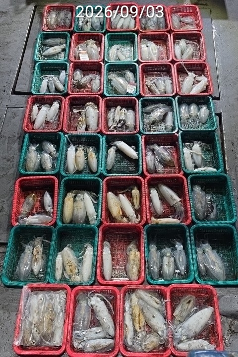 9월 5일 진해 무늬오징어 선상낚시 조황 현장 사진 4