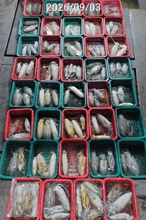 9월 5일 진해 무늬오징어 선상낚시 조황 현장 사진 6