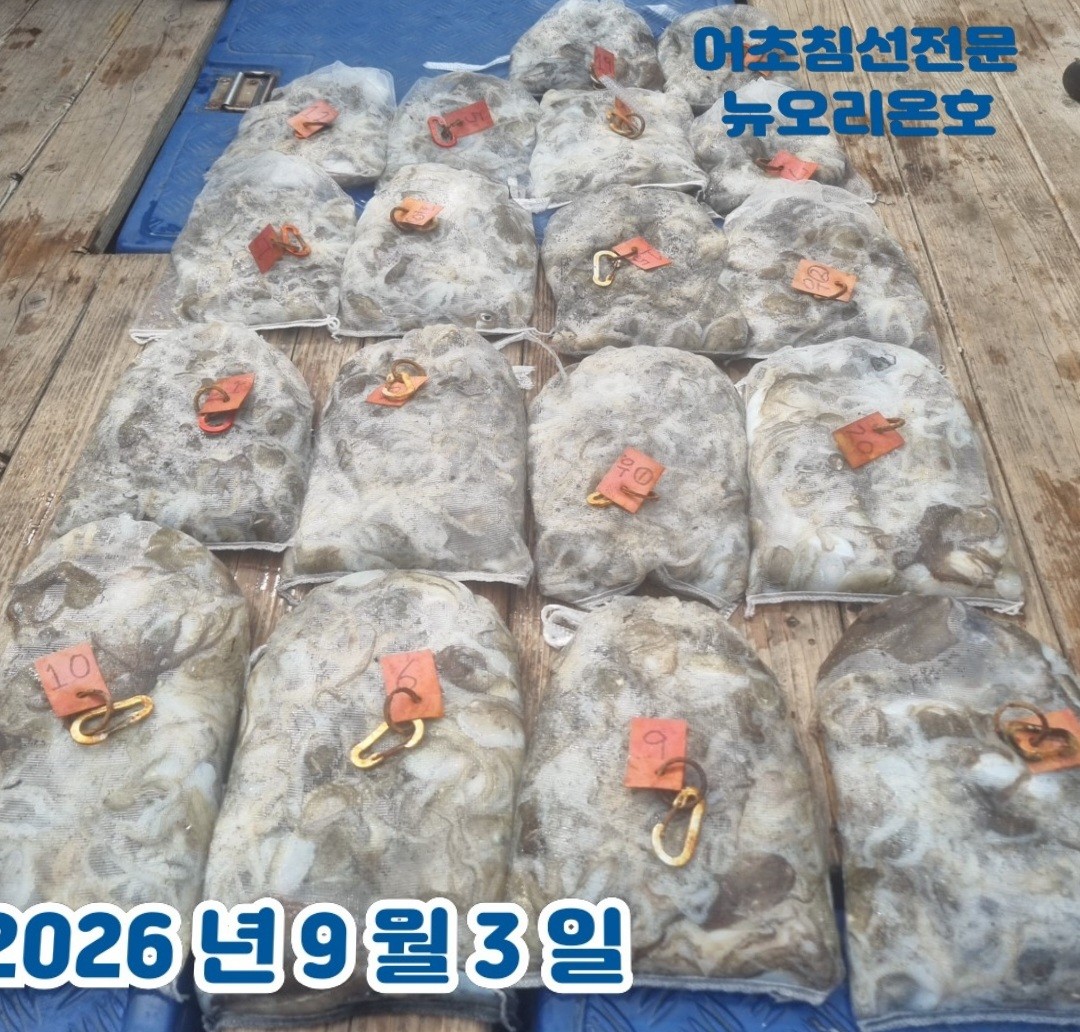9월 3일 군산 주꾸미 선상낚시 조황 현장 사진 3