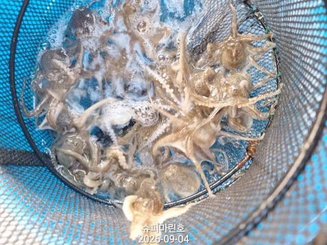 9월 4일 주꾸미 선상낚시 조황 현장 사진 3