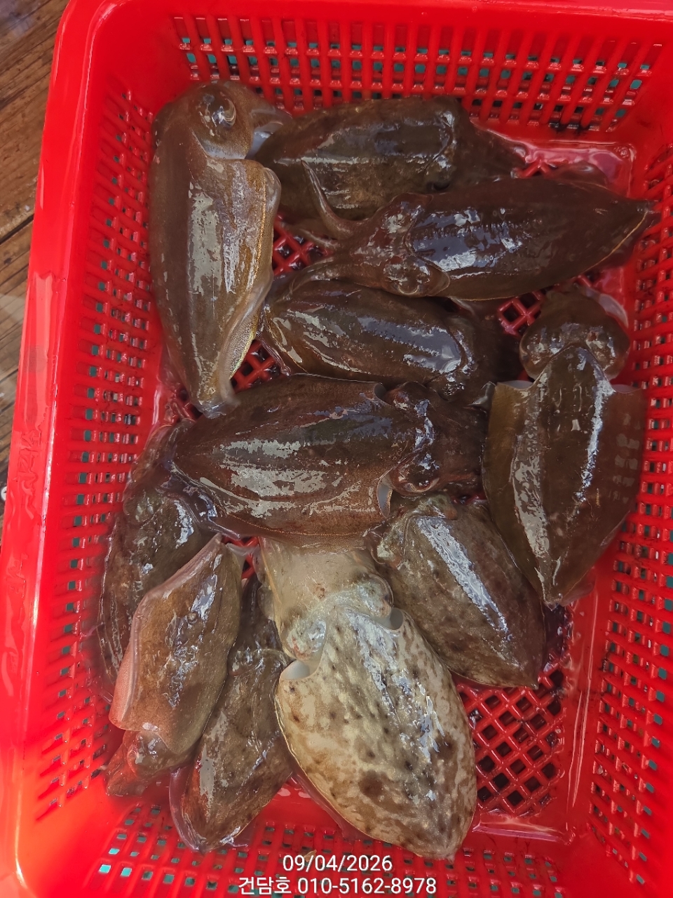 9월 4일 삼천포 갑오징어 선상낚시 조황 현장 사진 13