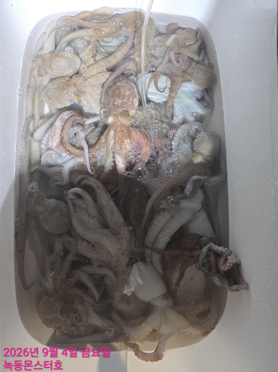 9월 4일 통영 문어 선상낚시 조황 현장 사진 3