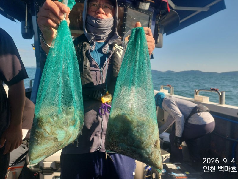 9월 4일 인천 갑오징어 선상낚시 조황 현장 사진 3