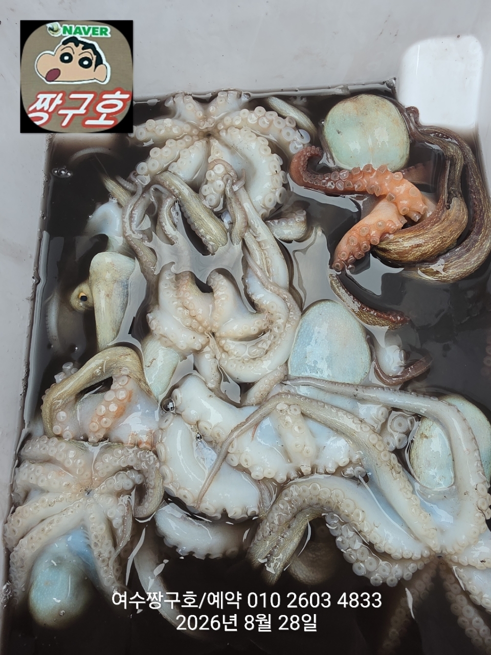 9월 7일 여수 문어 선상낚시 조황 현장 사진 16
