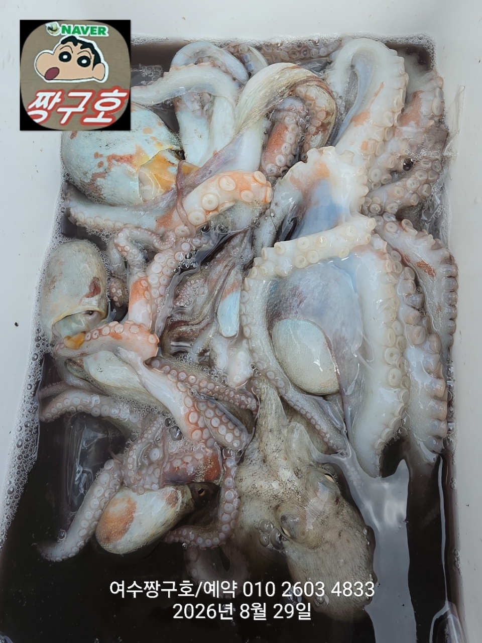 9월 7일 여수 문어 선상낚시 조황 현장 사진 21