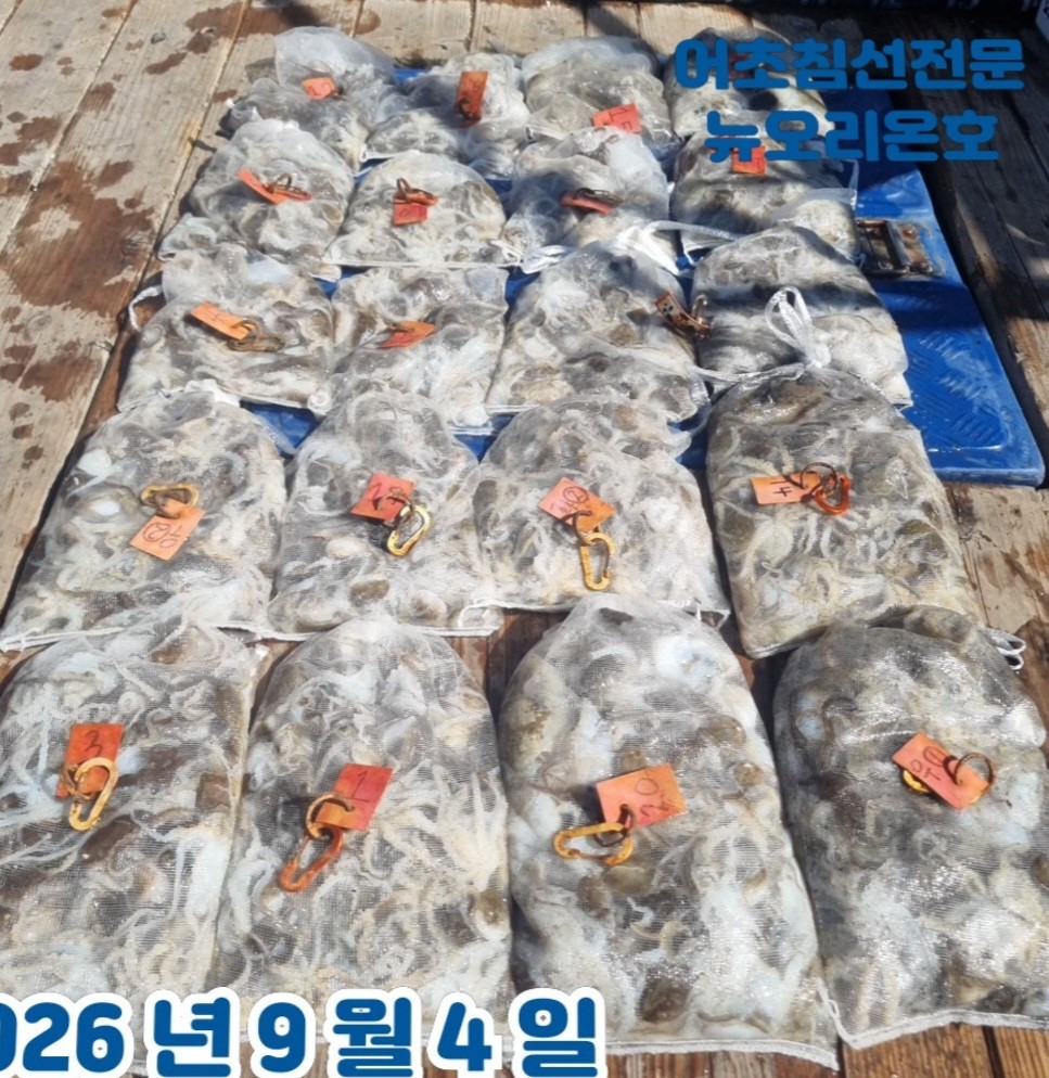 9월 4일 군산 주꾸미 선상낚시 조황 현장 사진 2