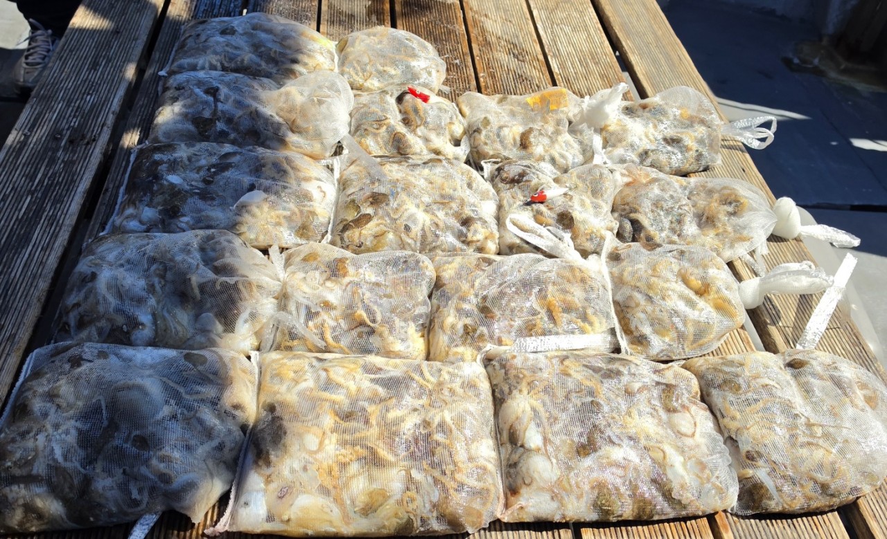 9월 4일 군산 주꾸미 선상낚시 조황 현장 사진 5
