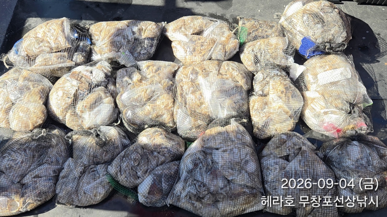 9월 4일 주꾸미 선상낚시 조황 현장 사진 10