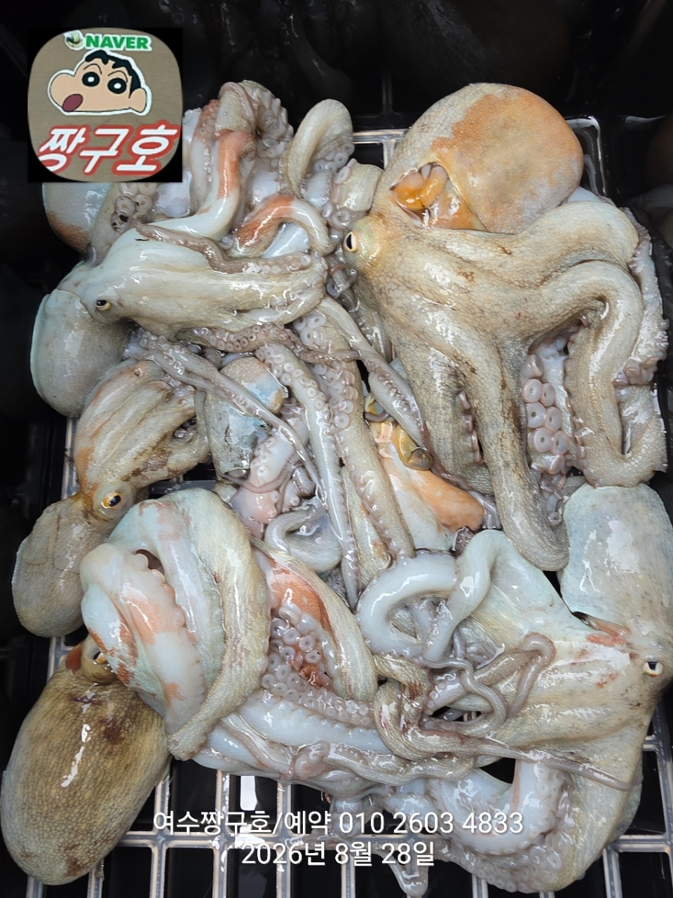 9월 7일 여수 문어 선상낚시 조황 현장 사진 19