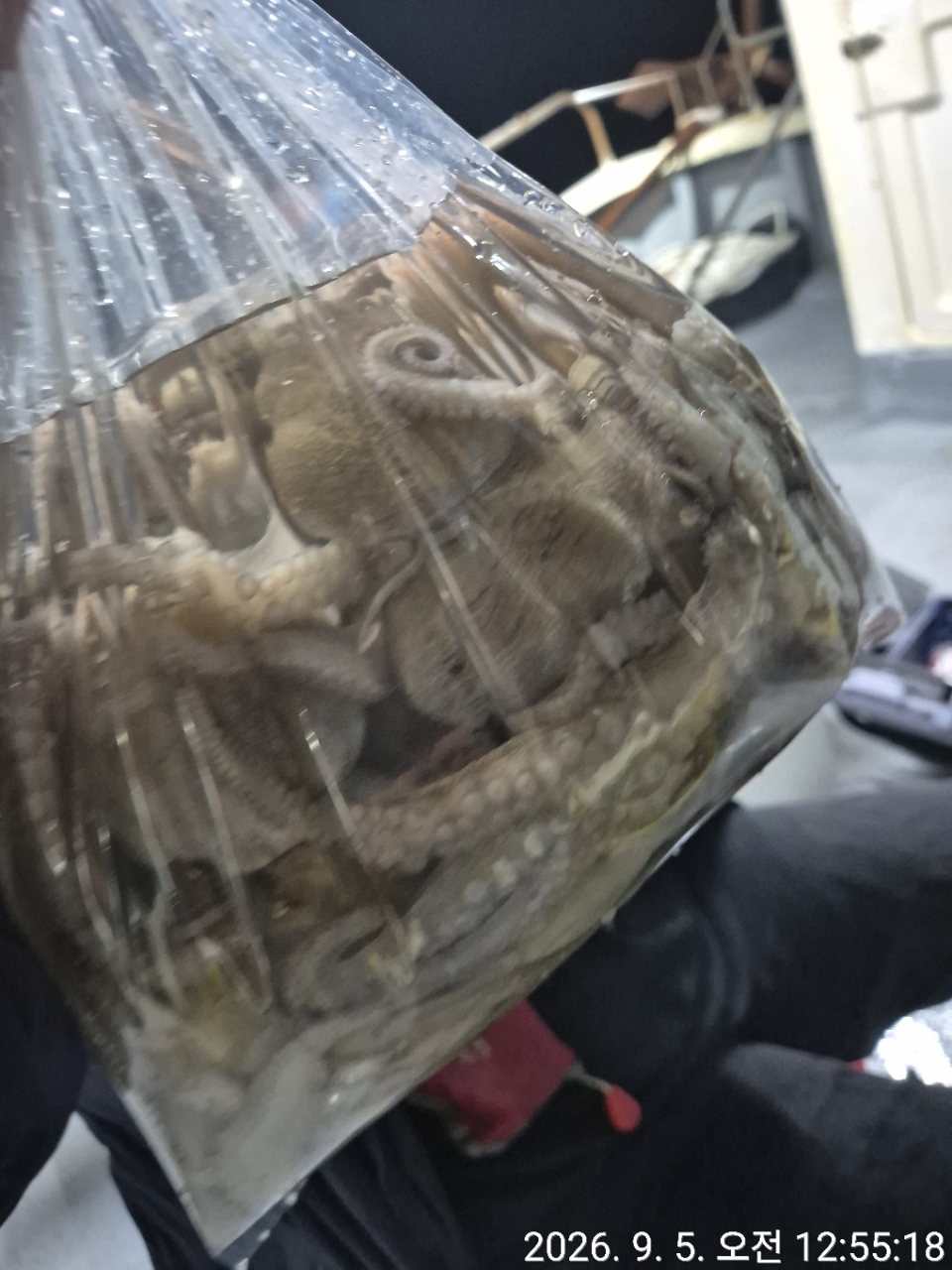 9월 5일 문어 선상낚시 조황 현장 사진 19