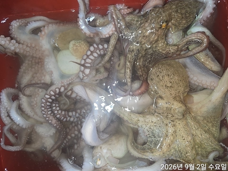9월 4일 남해 문어 선상낚시 조황 현장 사진 7