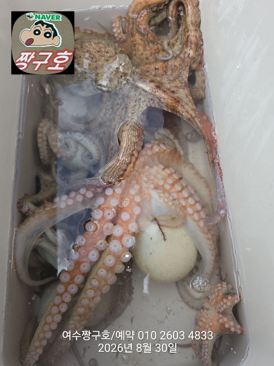 9월 7일 여수 문어 선상낚시 조황 현장 사진 24