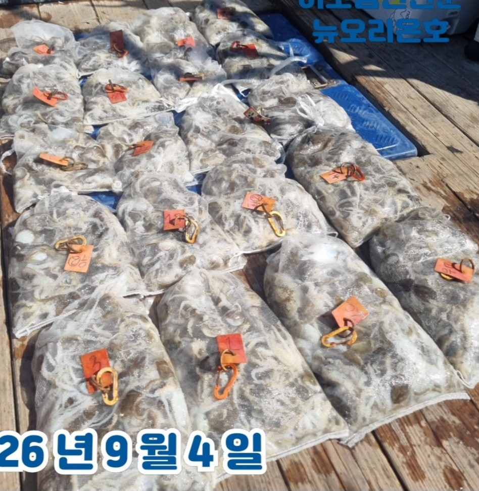 9월 4일 군산 주꾸미 선상낚시 조황 현장 사진 3