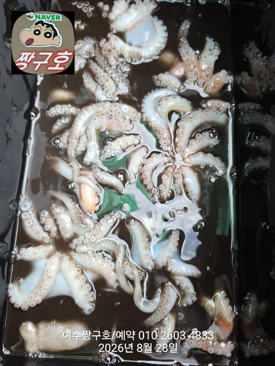 9월 7일 여수 문어 선상낚시 조황 현장 사진 18