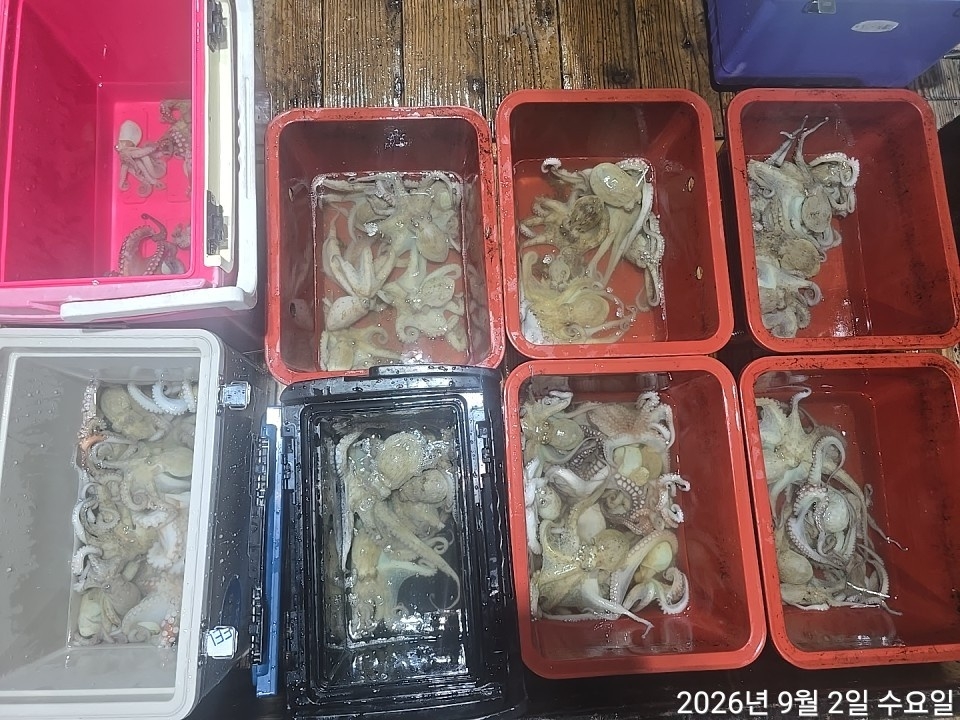 9월 4일 남해 문어 선상낚시 조황 현장 사진 12