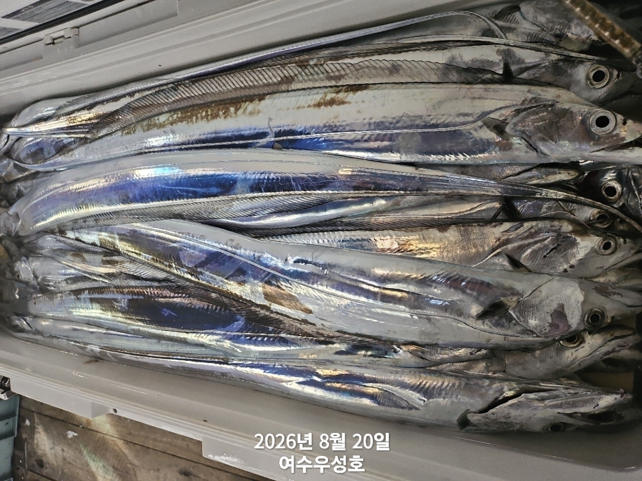 9월 7일 여수 갈치 선상낚시 조황 현장 사진 10
