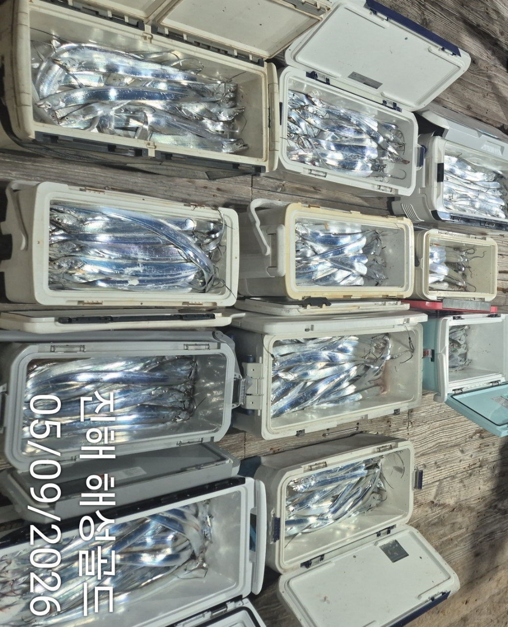 9월 5일 갈치 선상낚시 조황 현장 사진 14