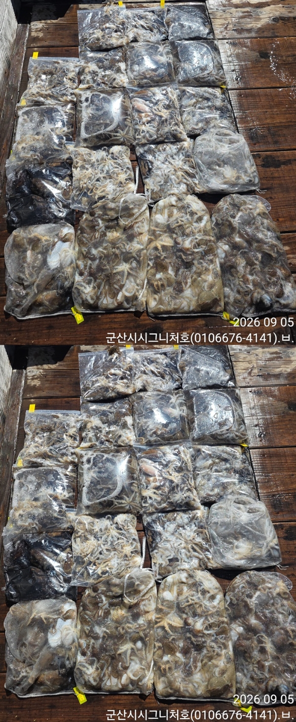 9월 5일 주꾸미 선상낚시 조황 현장 사진 6