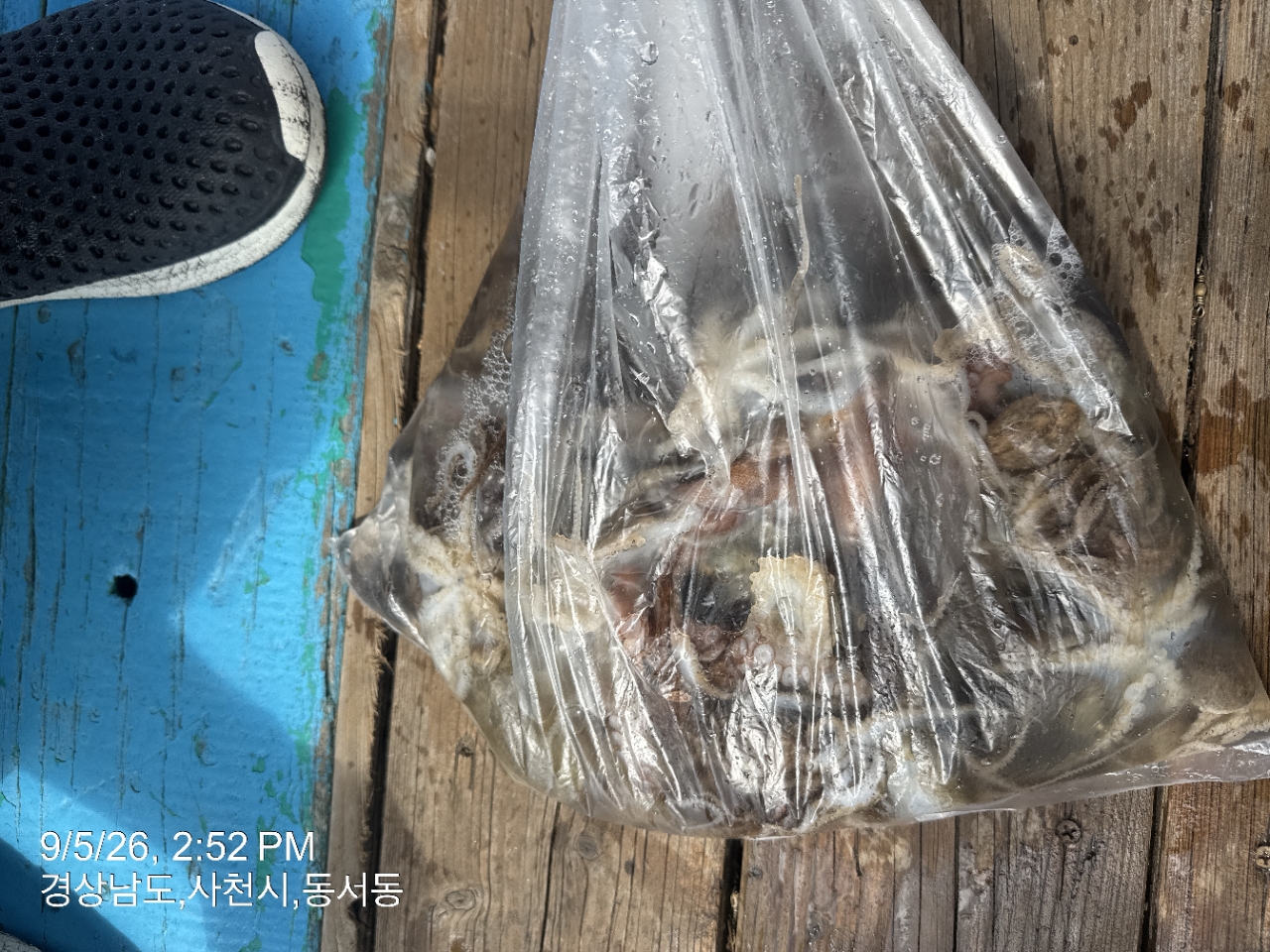 9월 5일 삼천포 갑오징어 선상낚시 조황 현장 사진 11