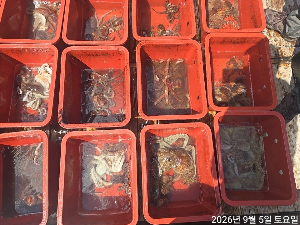 9월 5일 남해 문어 선상낚시 조황 현장 사진 17