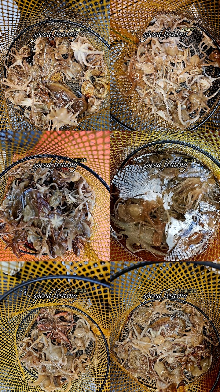 9월 5일 삼천포 문어 선상낚시 조황 현장 사진 8
