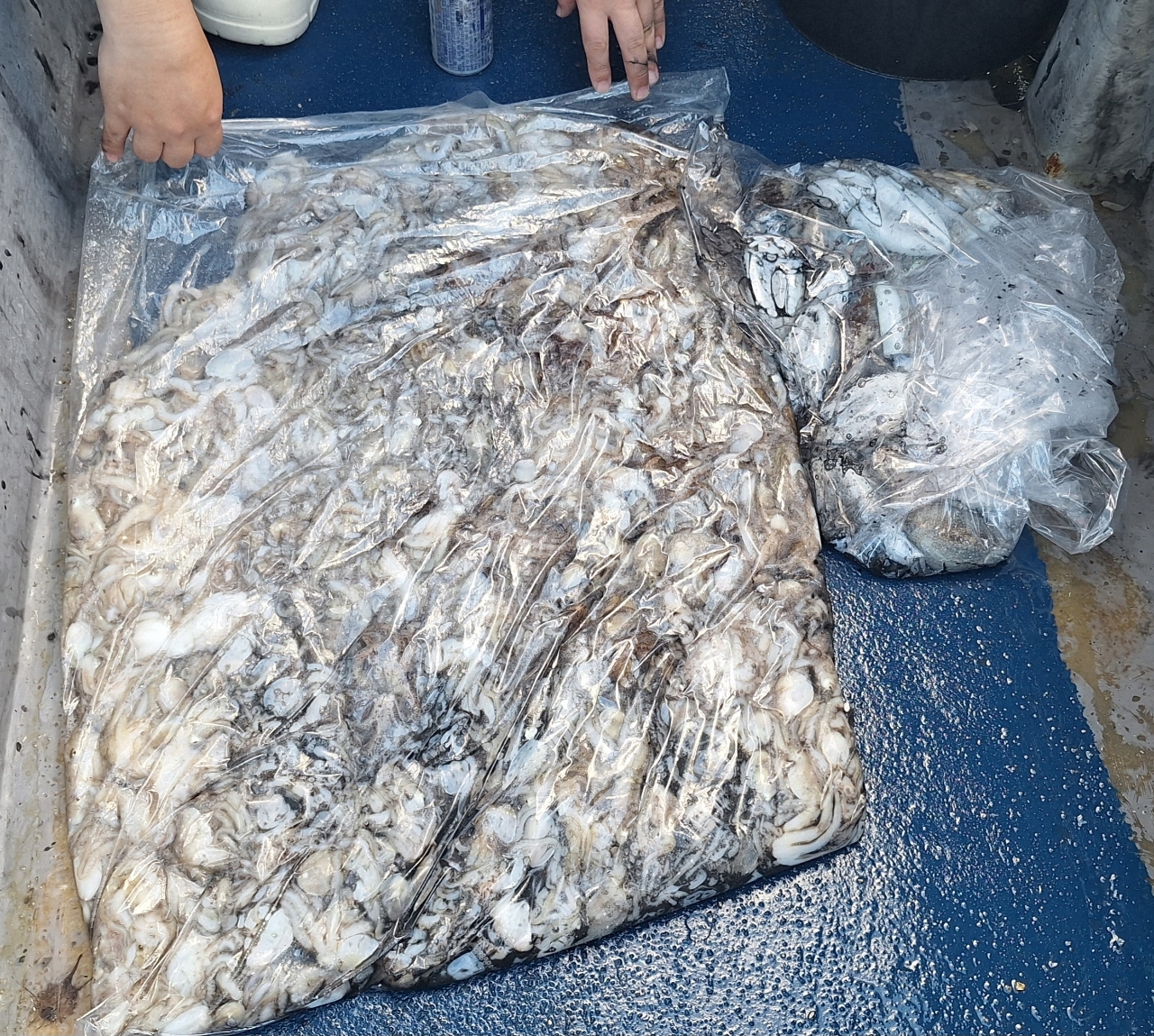 9월 5일 갑오징어 선상낚시 조황 현장 사진 1