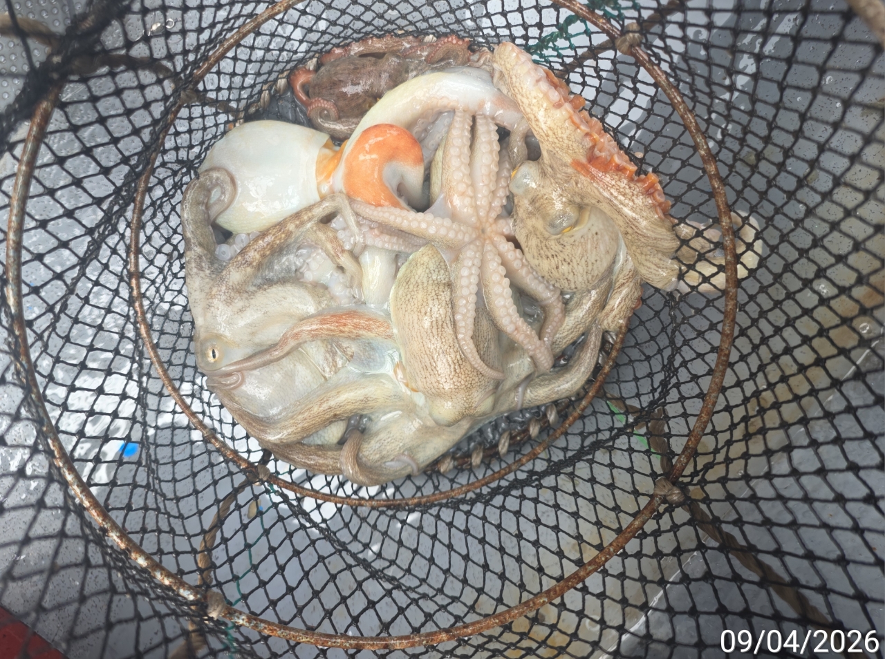 9월 5일 남해 문어 선상낚시 조황 현장 사진 13