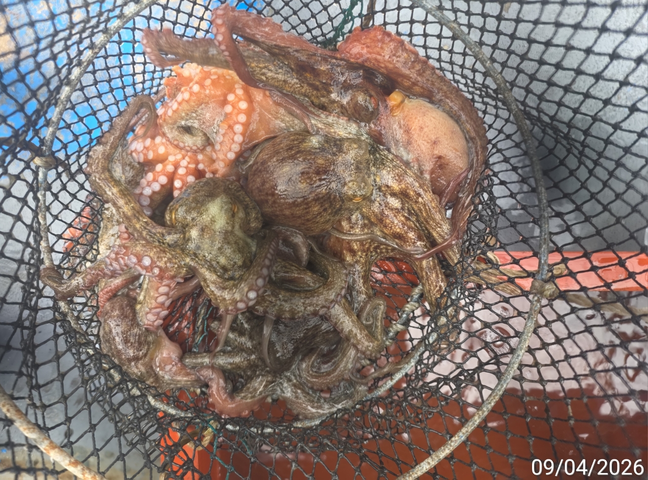 9월 5일 남해 문어 선상낚시 조황 현장 사진 10