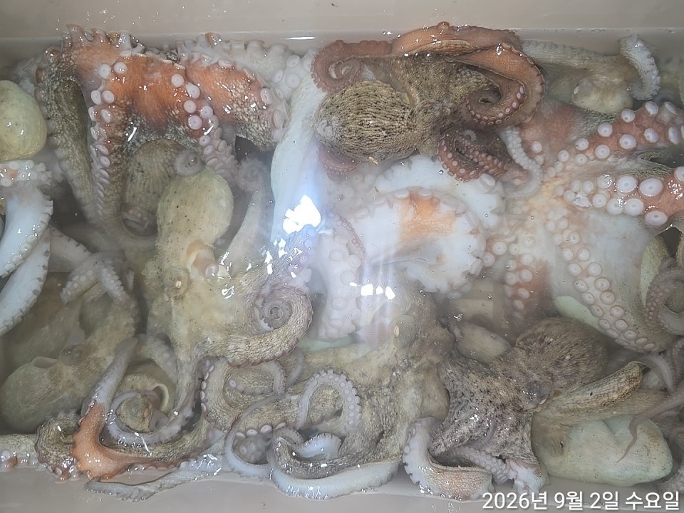 9월 5일 남해 문어 선상낚시 조황 현장 사진 11