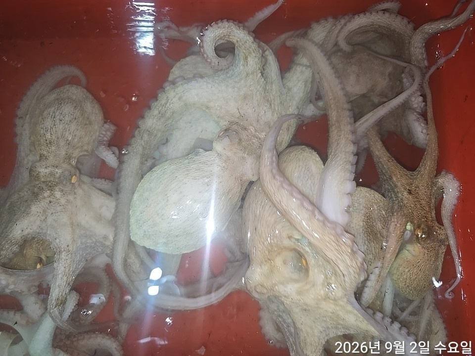 9월 5일 남해 문어 선상낚시 조황 현장 사진 15