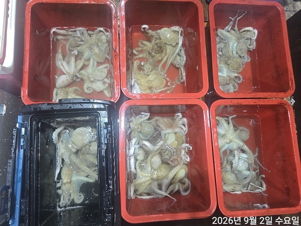 9월 5일 남해 문어 선상낚시 조황 현장 사진 16