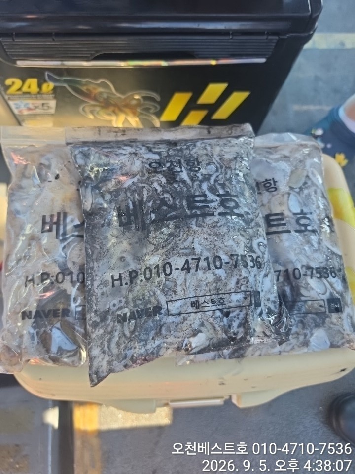 9월 5일 갑오징어 선상낚시 조황 현장 사진 11